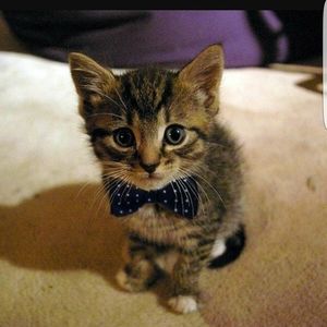 Meet your Posher, Trey